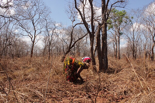 Person som planter pasjonsfruktplanter i et skogsområde i Tanzania.